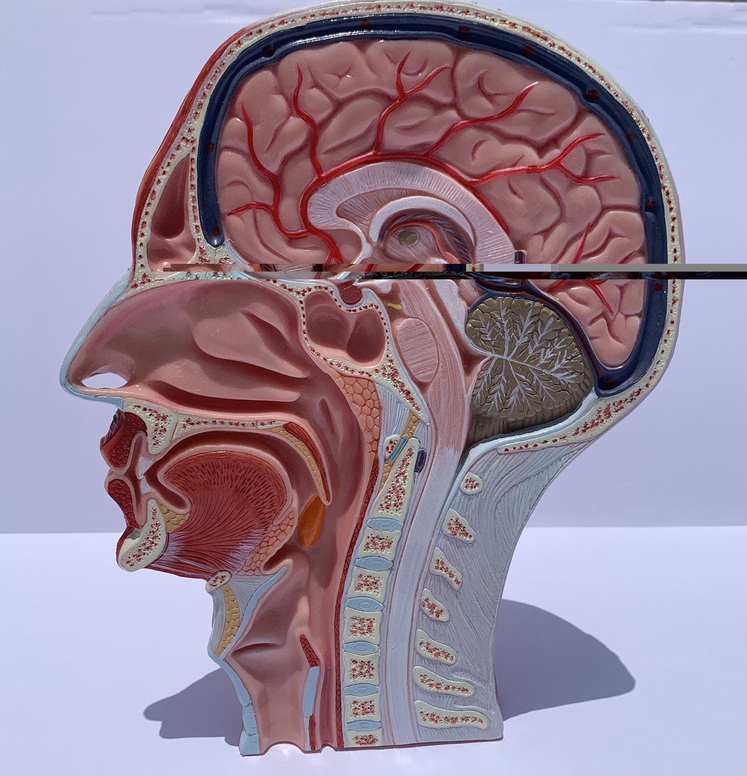 Human Half Head Anatomy Model Life Size Neurovascular Medical Teaching Aid