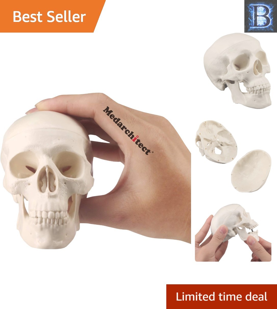 Realistic Mini Human Skull Model with Moving Jaw – Perfect for Education & Decor