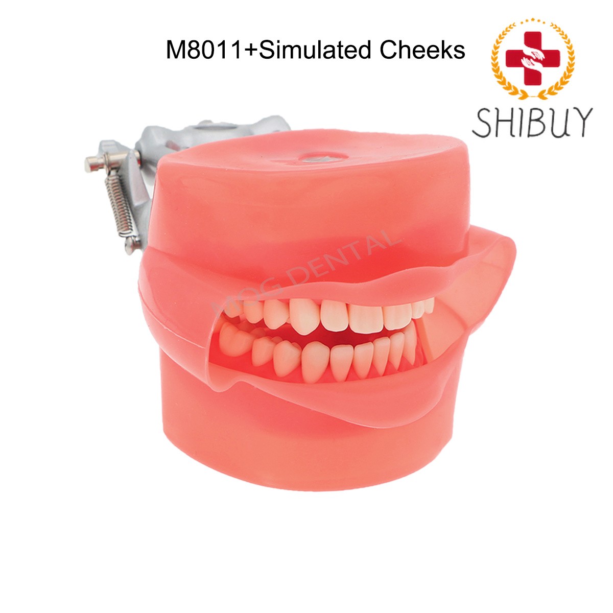 1pc Dental with Removable Dental Model Anatomical Models