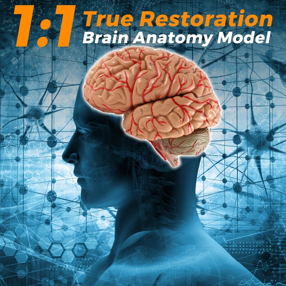 Anatomically Accurate 8-Part Human Brain Model Anatomy Science Teaching Medical