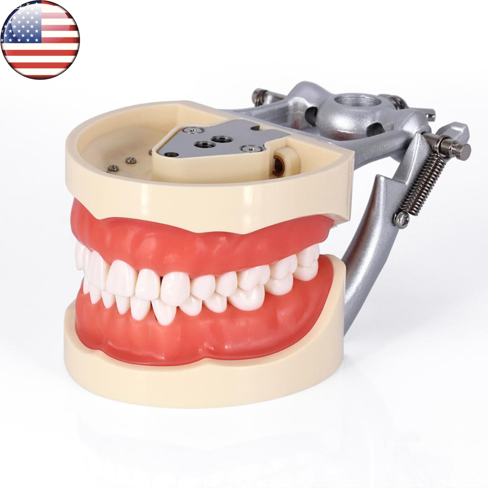 Kilgore Nissin 200 Type Dental 32pc Typodont Model Removable Teeth Mounting Pole