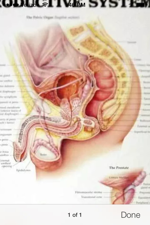 Male Reproductive Wall Chart / Poster (…with Brass Grommets for Hanging)