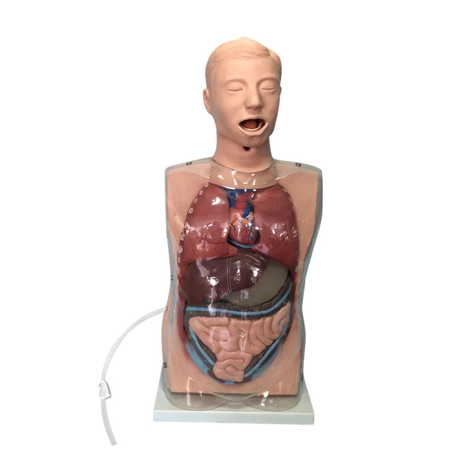 Transparent Gastric Lavage Model