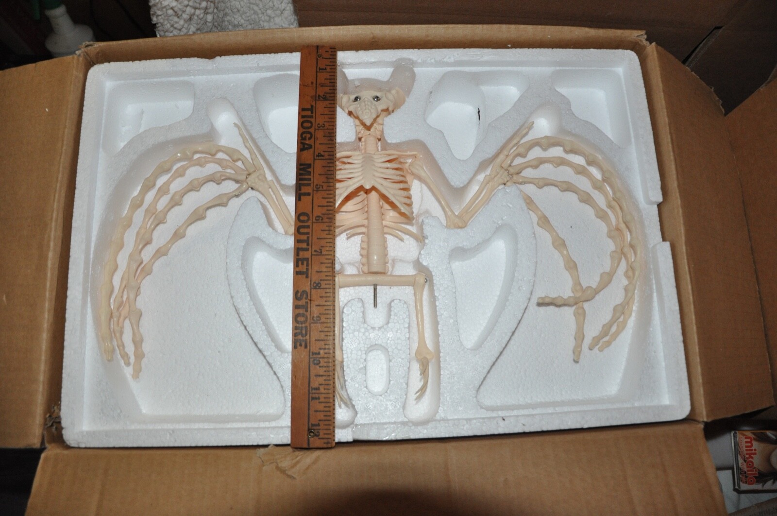 Veterinary Anatomy Bat Skeleton Display Teaching Model with stand Halloween