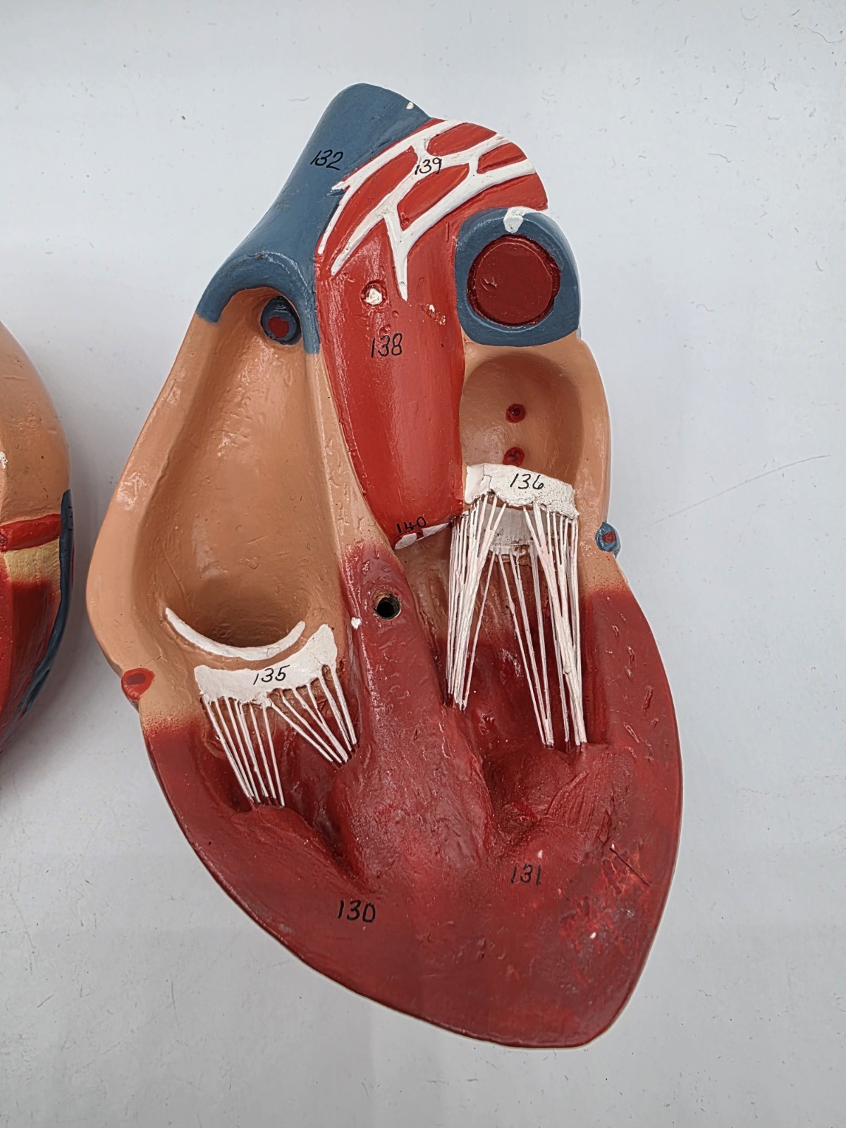 Vintage Human Heart Anatomical Anatomy Model Separated 2 Parts Medical Science