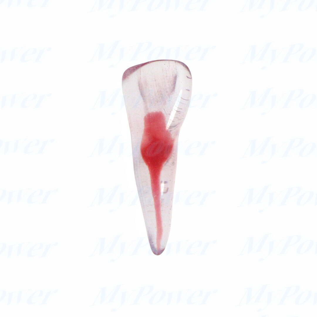 Dental Training 3D RCT Endo Tooth Model Practice Model Curved Root Resin Teeth