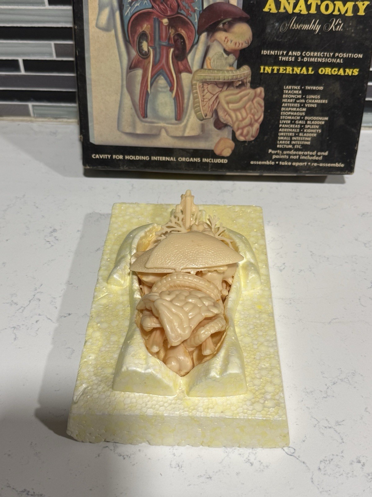 Vintage Human Anatomy Assembly Kit Internal Organs Medical Science Model Toy Box