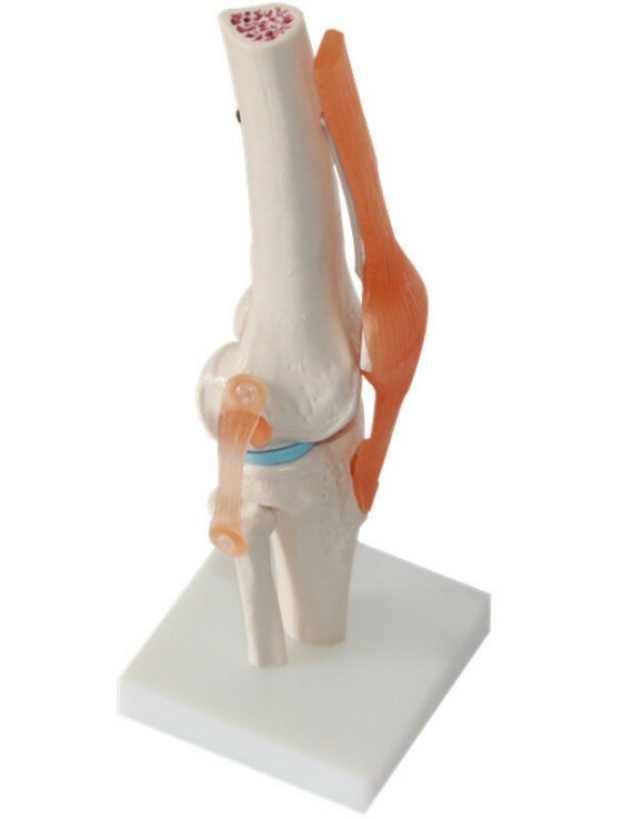 Human Life-Size Knee Joint Anatomical Model With Ligament Medical Anatomy Model