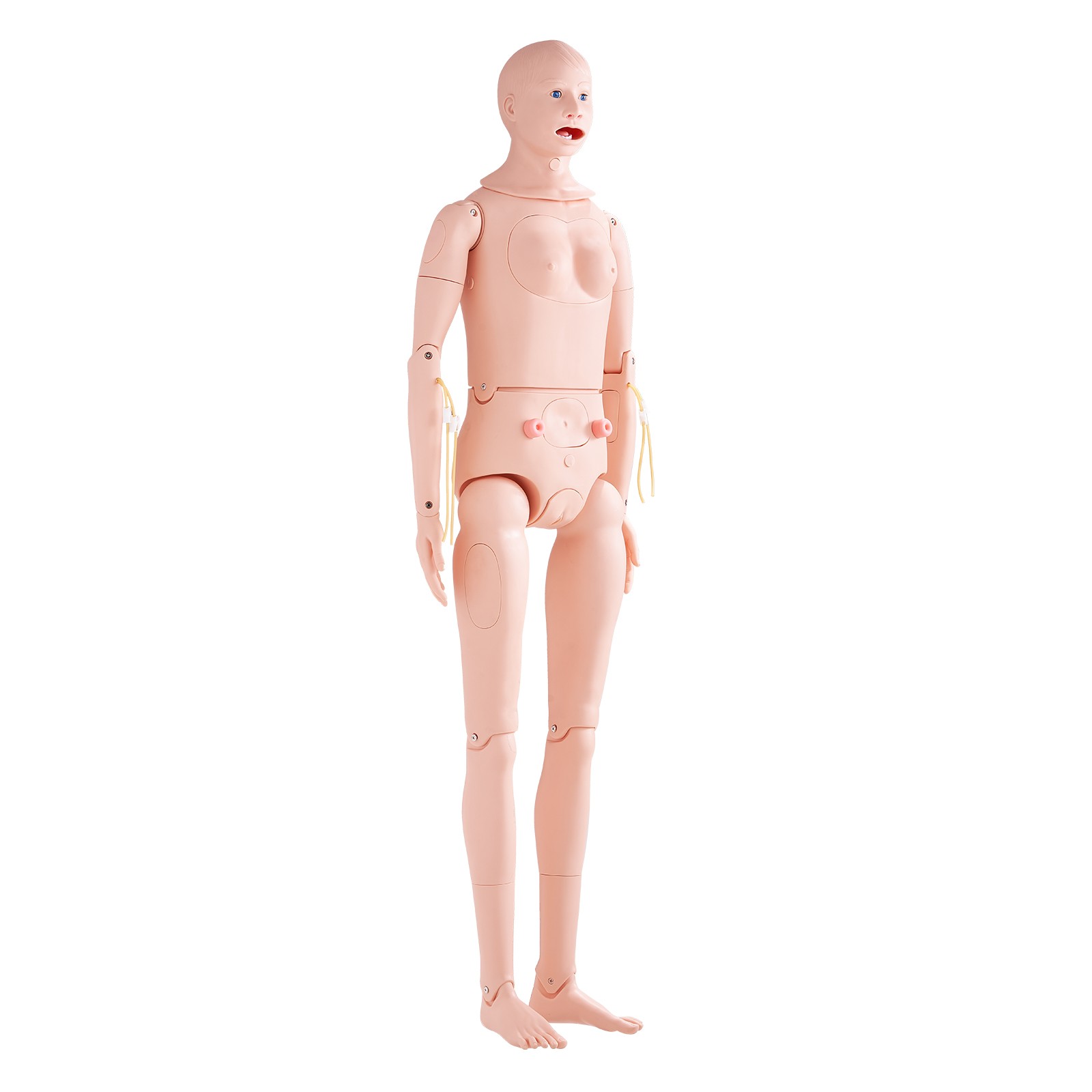 Uimoso Male/Female Manikin Model Anatomical Nursing Training Patient Care Teach