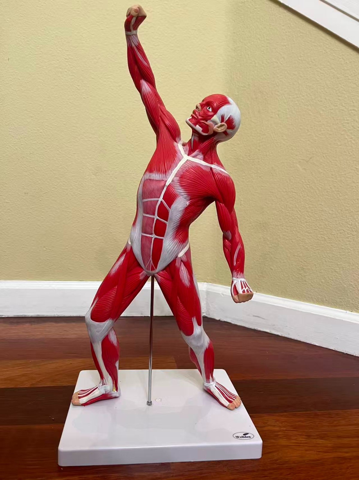 Wellden Muscular System Model, 20” Human Muscles Anatomy Axis Scientific