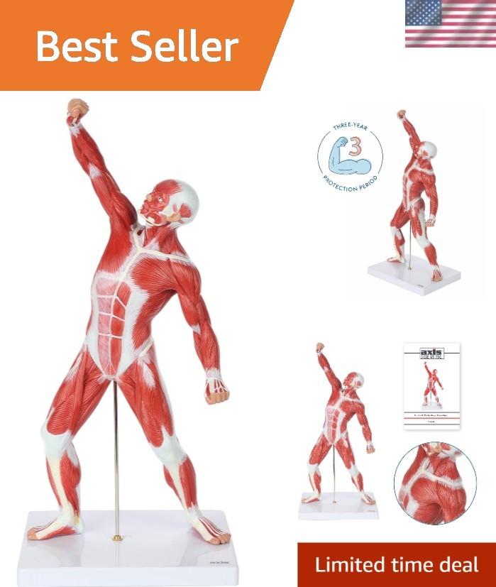 20″ Hand-Painted Miniature Human Muscular Model for Clinic & Classroom Display