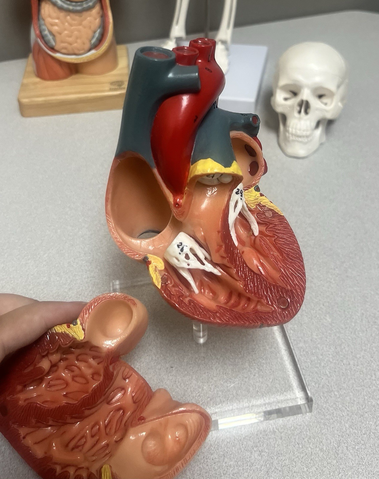 EVOTECH Scientific Human Anatomy Model Bundle Torso Skeleton Heart Brain Set