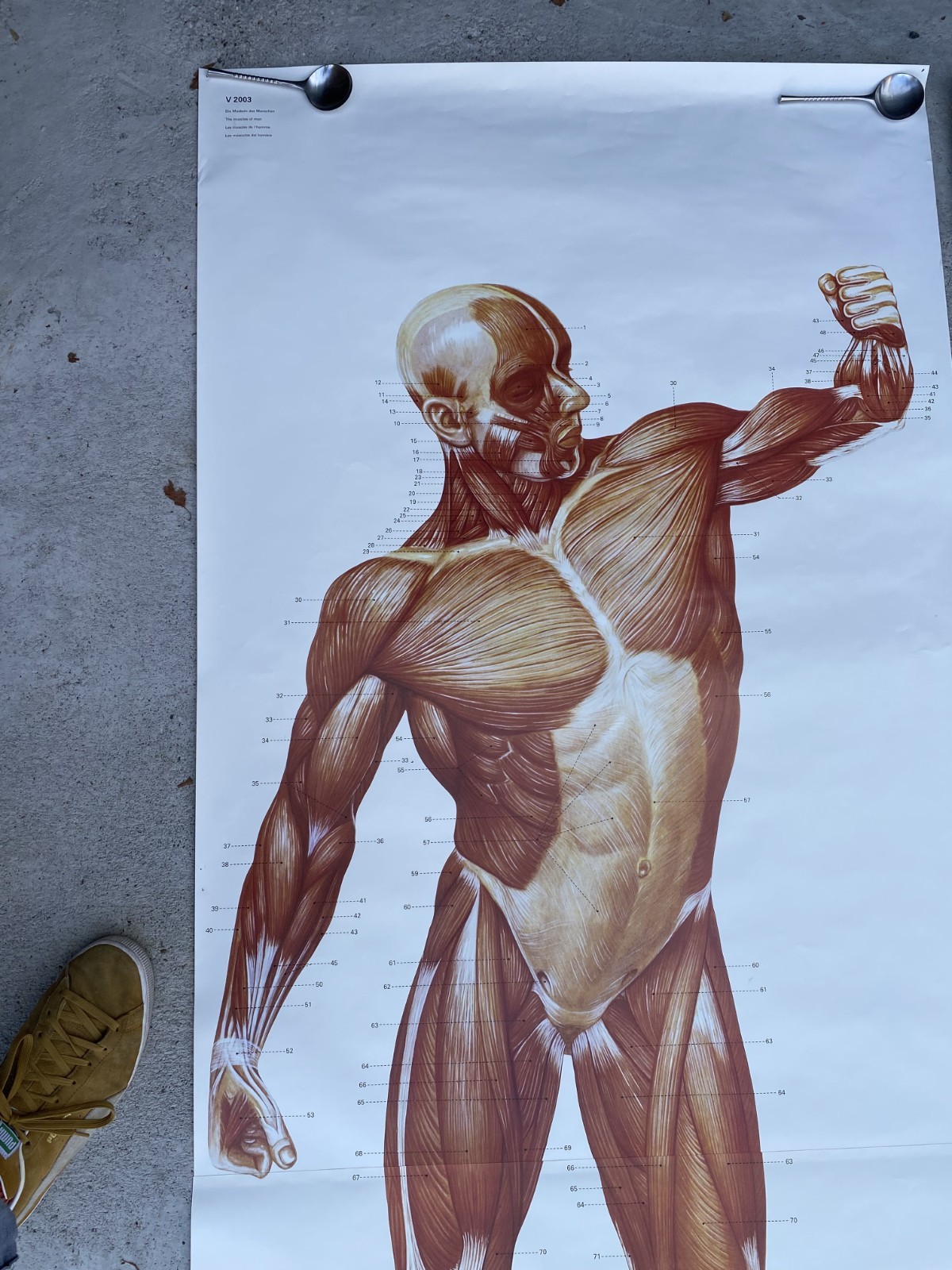 3 B Scientific GmbH Anatomical Muscles Poster Set