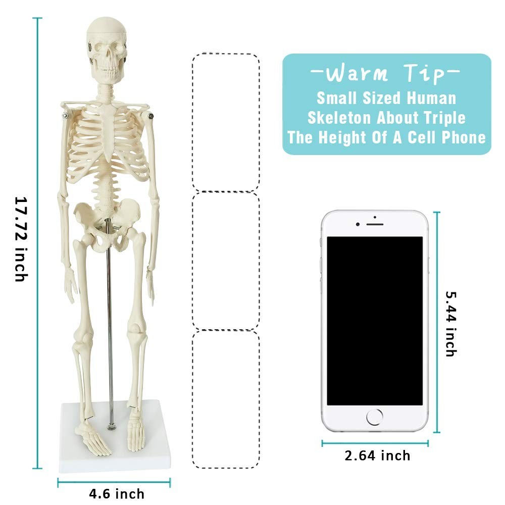 Full Body Human Skeleton Model for Medical Learning