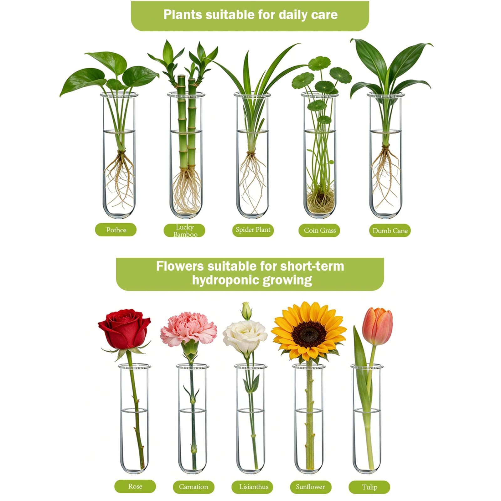 XXXFLOWER Wall Hanging Propagation Station with Wooden Stand 5 Glass Test Tubes