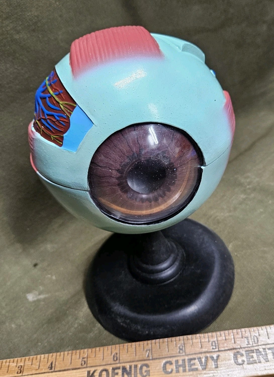 Human EYE Model Anatomy 7 Part Anatomical Eye Model w/ Base Doctor’s Office