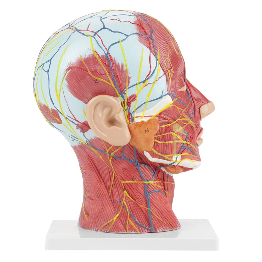 Anatomical Human Head Brain Neck Section Model Life-Size Study Aid For