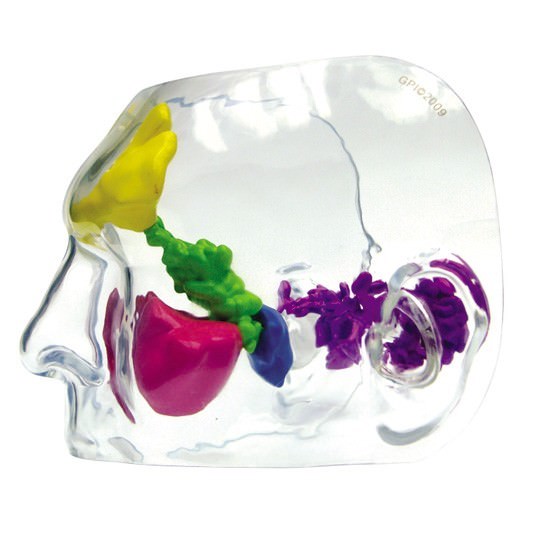 Sinus CLEAR GPI Anatomical Model LifeSize LFA #2851. Make Us an Offer! SEE VIDEO