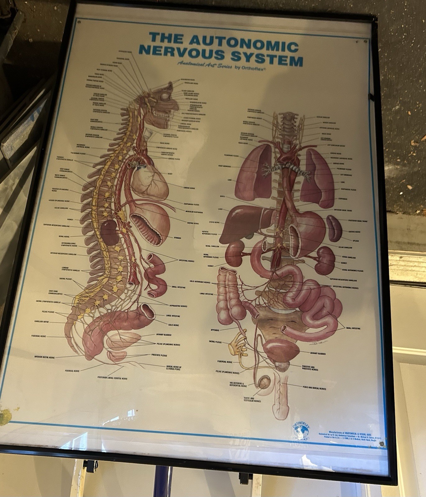 Large Framed Medical Chart