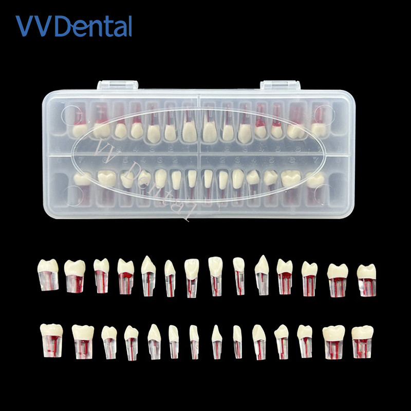 28pcs Dental Endodontic Teeth Model Full Mouth Root Canal Block Training Tooth