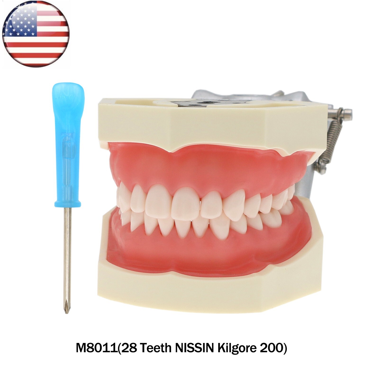 Fits for Kilgore NISSIN 200/500 Type Dental Typodont Model With Removable Teeth