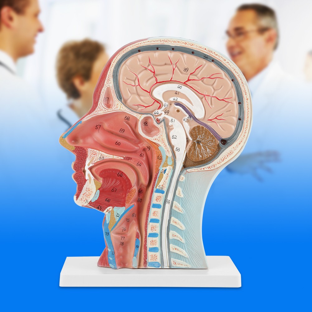 Anatomical Human Head Brain Neck Section Model Life-Size Study Aid For