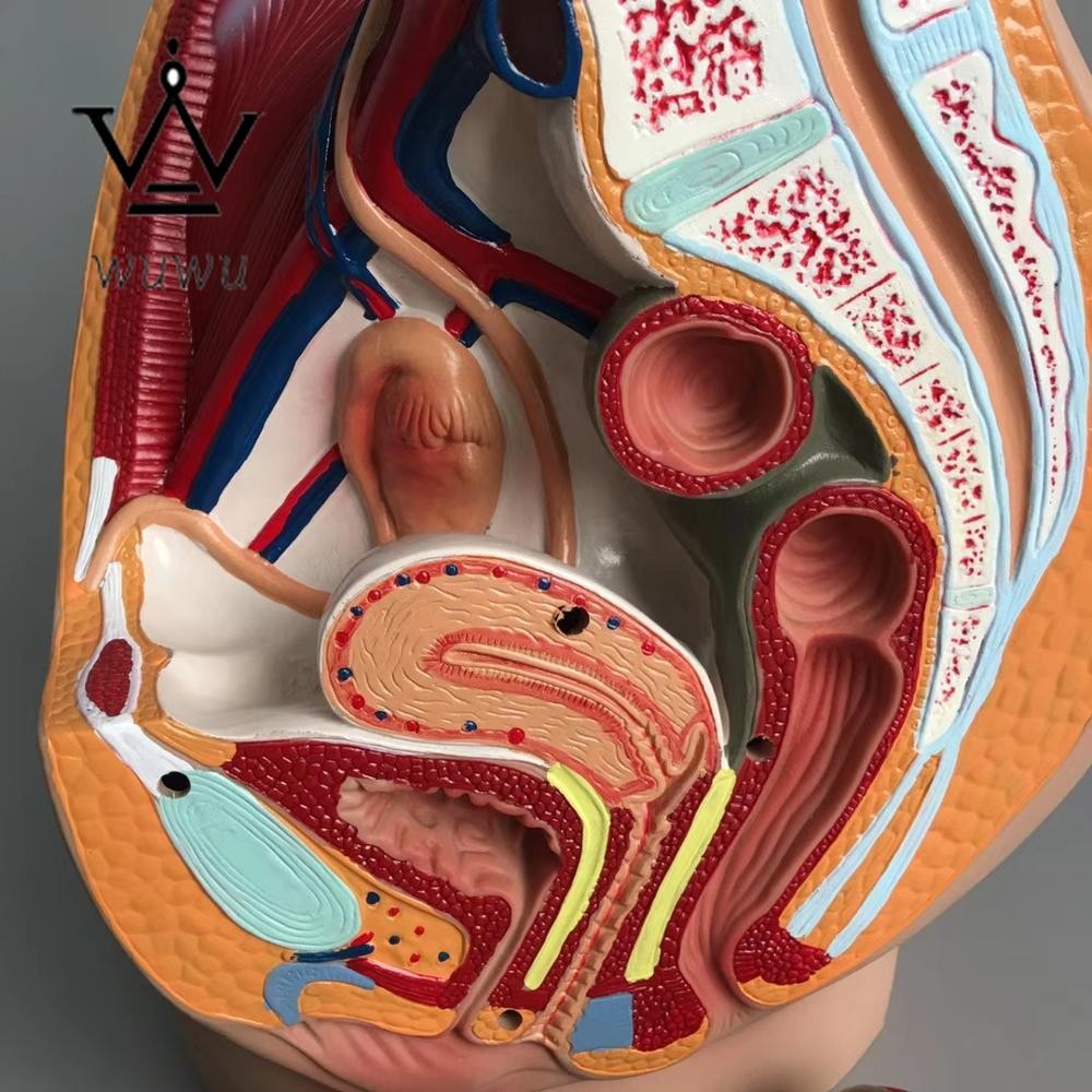 Medical Science Man Female Vagina Model Lifesize Median Sagittal Section