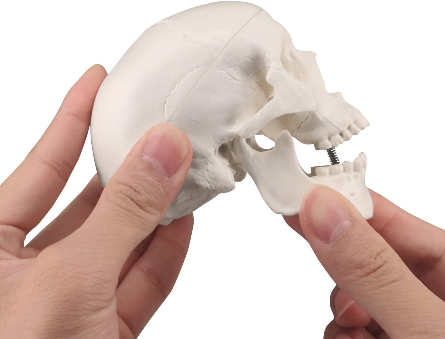 Realistic Mini Human Skull Model with Moving Jaw – Perfect for Education & Decor