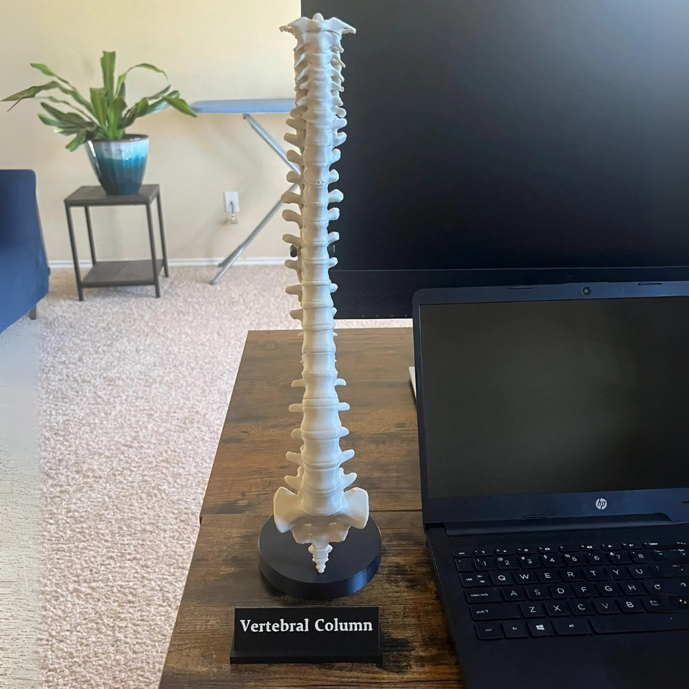 Spine Anatomical Model – Vertebral column Replica, Desk art for chiropractors