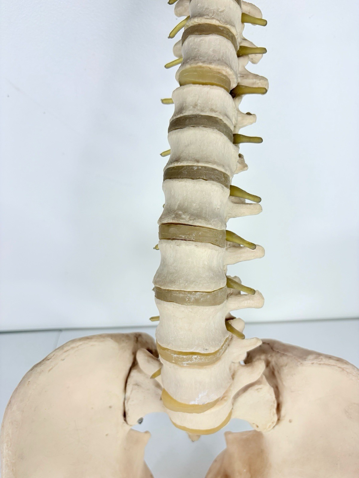 Vertebrae Human Spine and Pelvis Anatomical Model Science Medical
