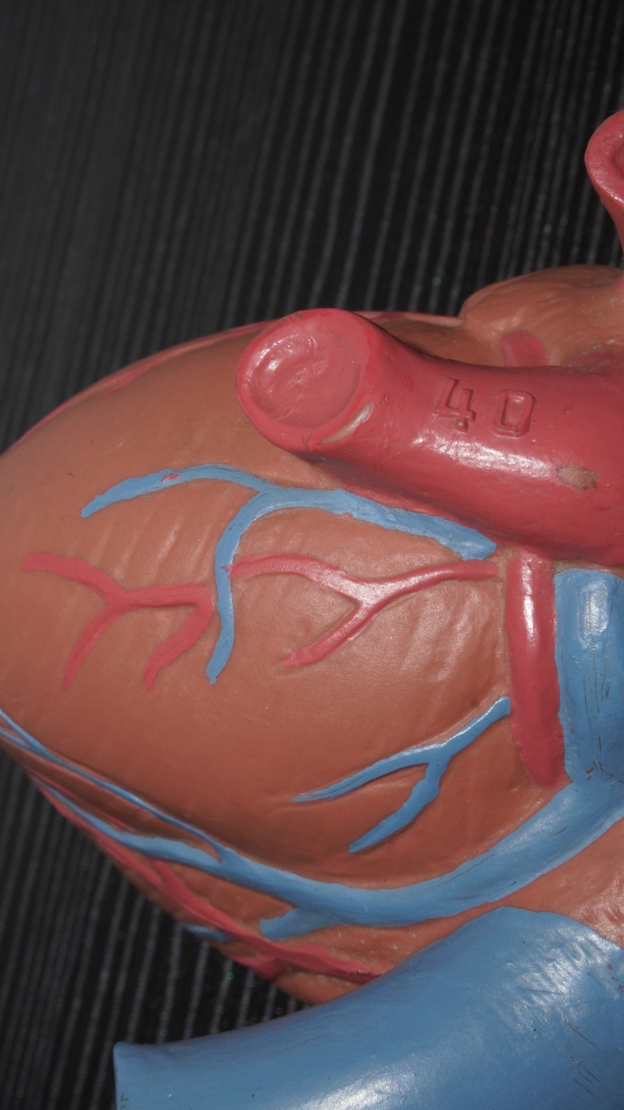 Anatomical Human Heart Model Numbered Labeled Parts – Medical Science Teaching