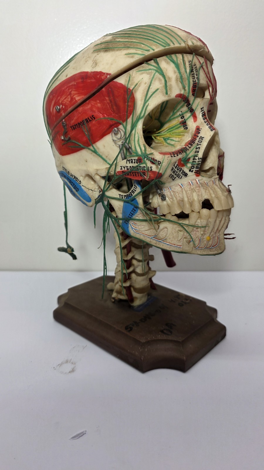 Antique Medical Plastic Lab Anatomical Science Human Skull Model Spring Mandible
