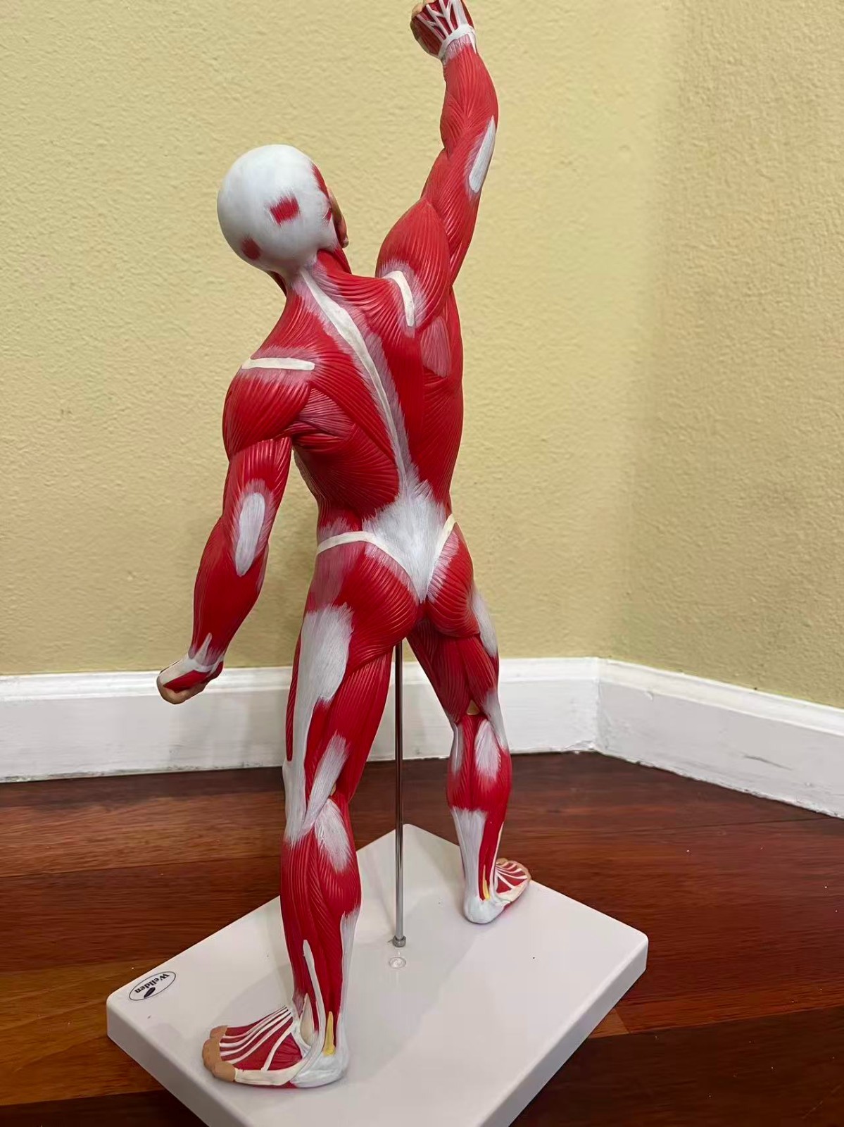 Wellden Muscular System Model, 20” Human Muscles Anatomy Axis Scientific