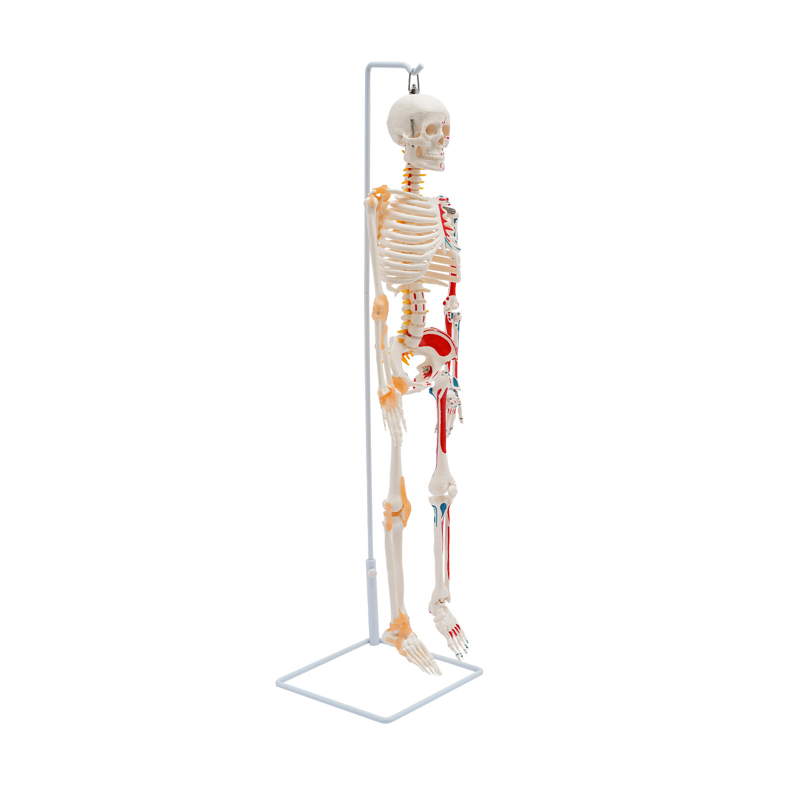 34″ Half Life Size Human Skeleton Model For Doctors’ Office or Anatomy Classroom
