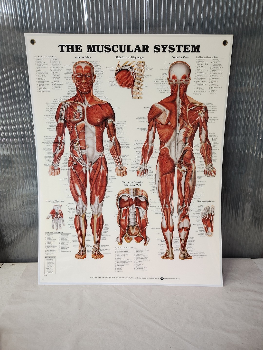 Muscular System Human Wall Chart 20″ x 26″ Classroom/Professional LSA