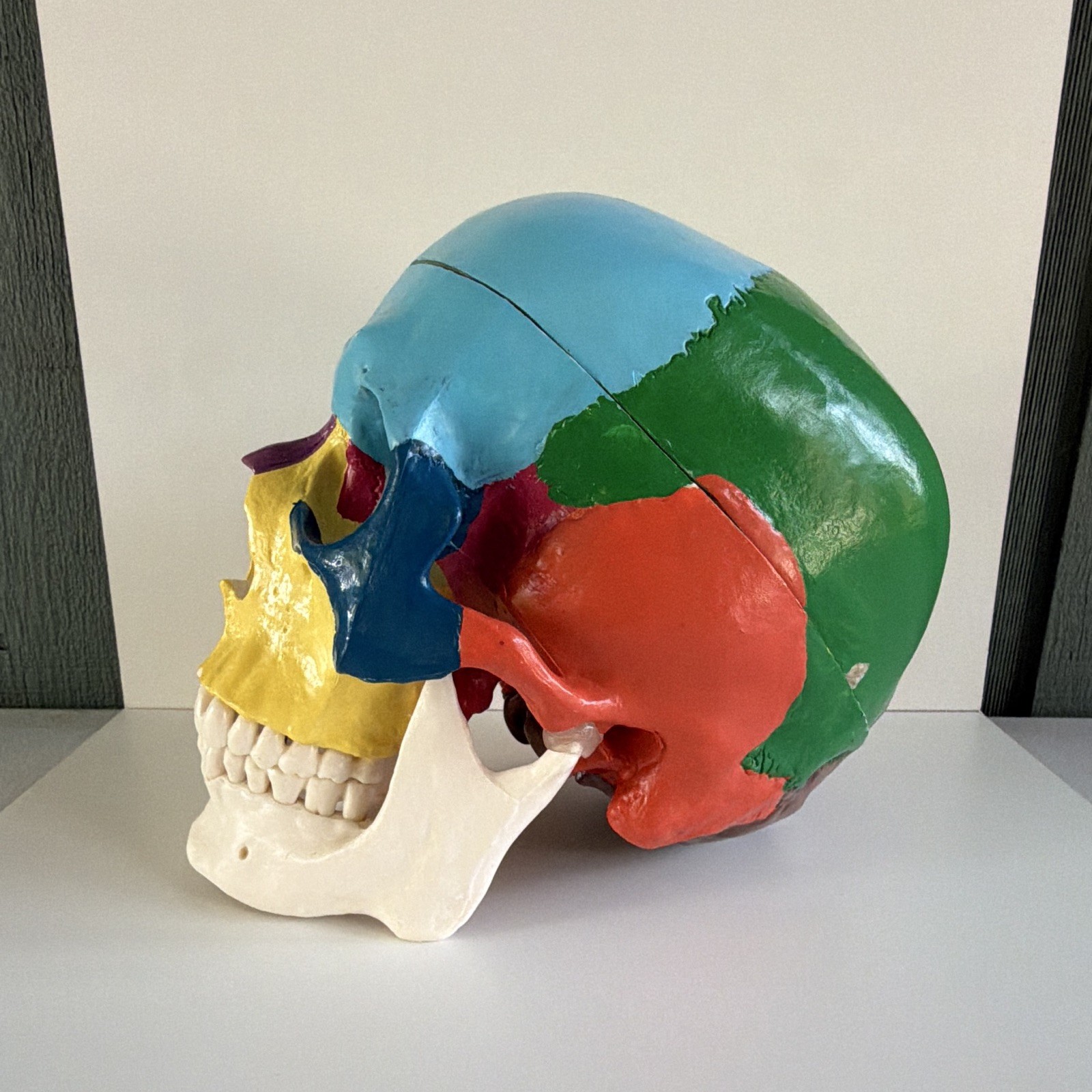 Life Size Colorful Human Skull Model Anatomical Anatomy Medical Teach Skeleton