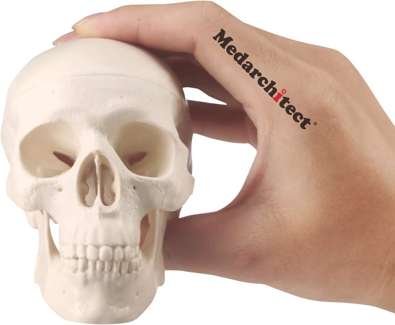 Realistic Mini Human Skull Model with Moving Jaw – Perfect for Education & Decor