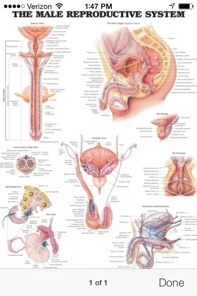 Male Reproductive Wall Chart / Poster (…with Brass Grommets for Hanging)