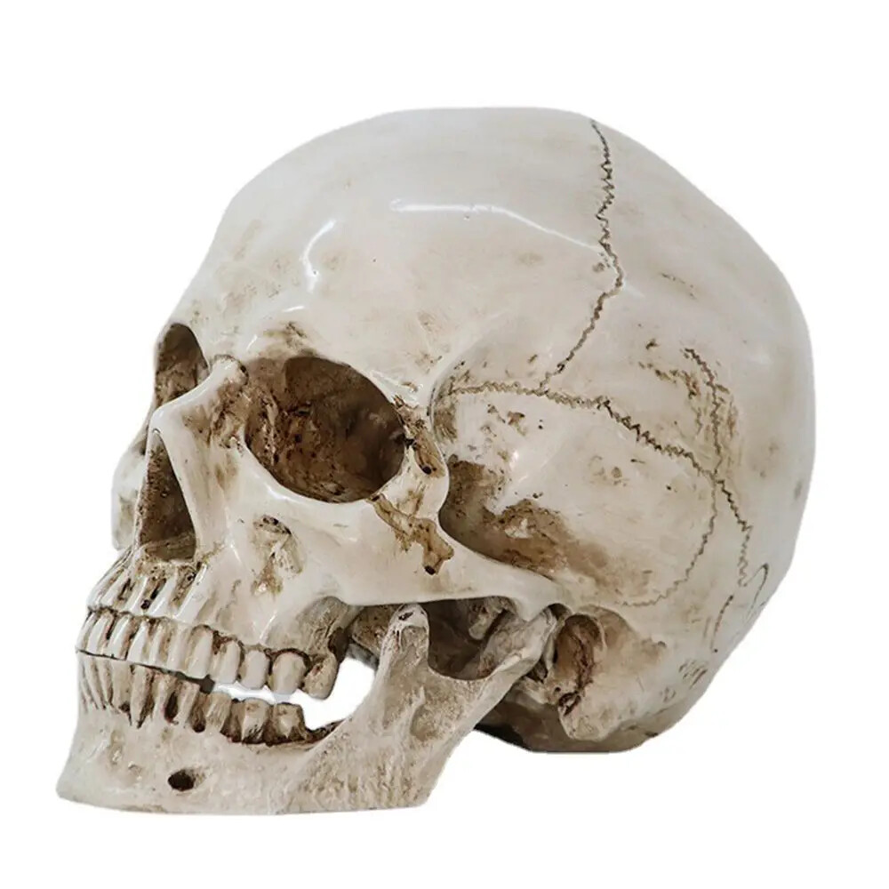 Anatomical Medical Human Skull Replica Model 1:1 Life-size Skeleton Head Teeth