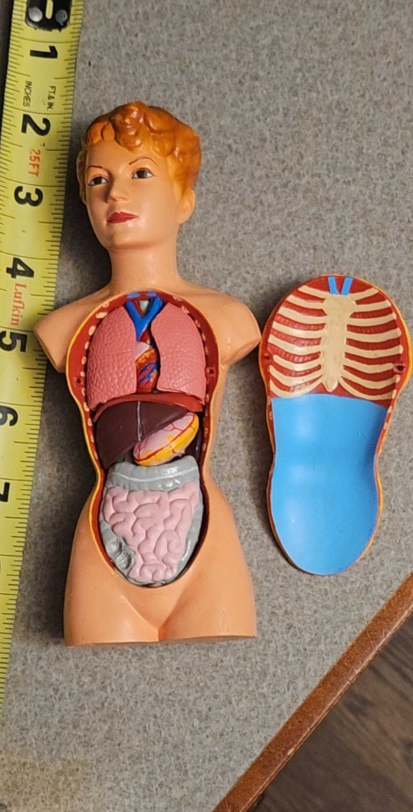 3-D Human WOMAN Anatomical Model 12 Part Doctor’s Office Student Teaching Doll