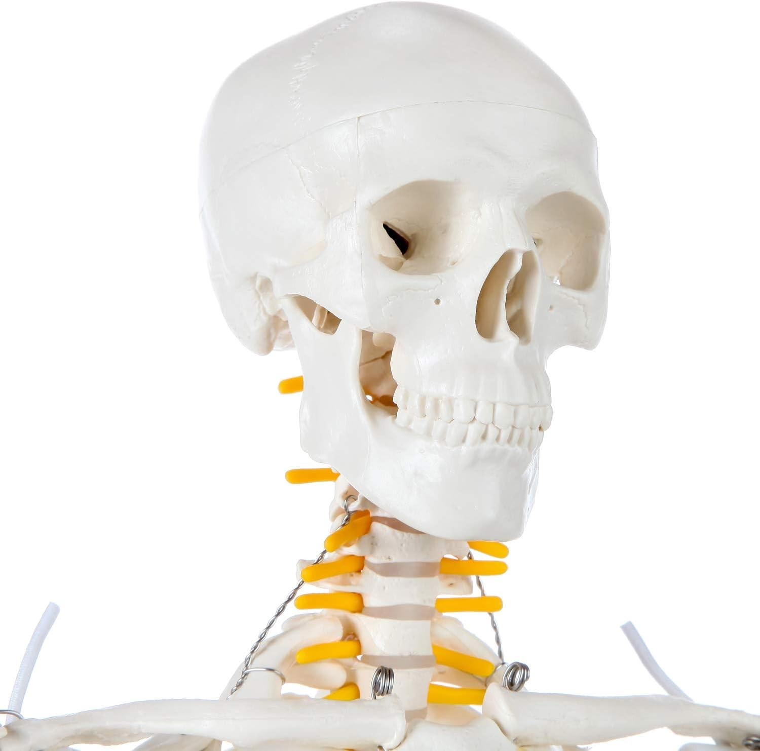 Miniature Human Skeleton Model with Metal Stand 31 Inch Removable Limbs Study