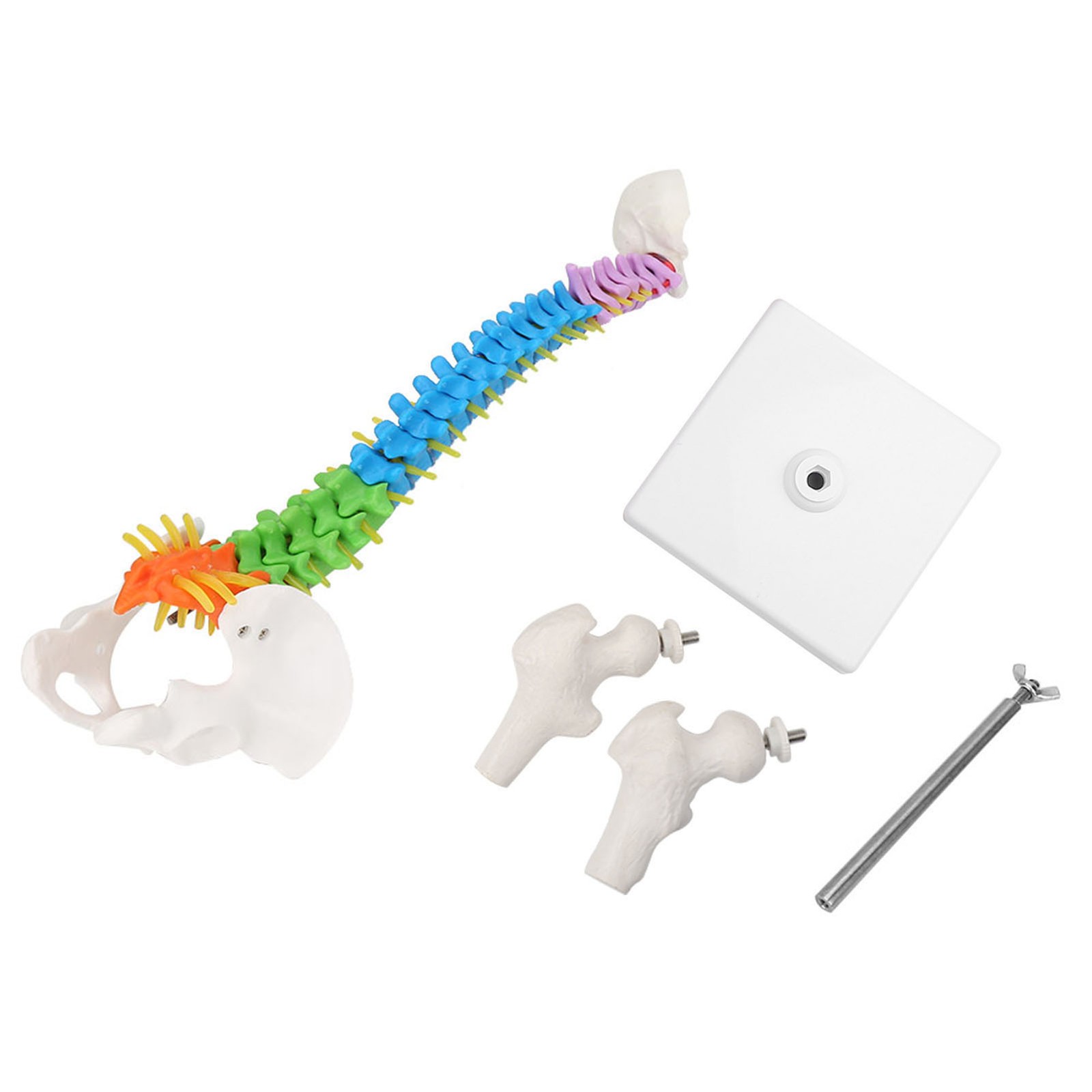 Life Size Flexible Human Spine Model For School Teaching FIS