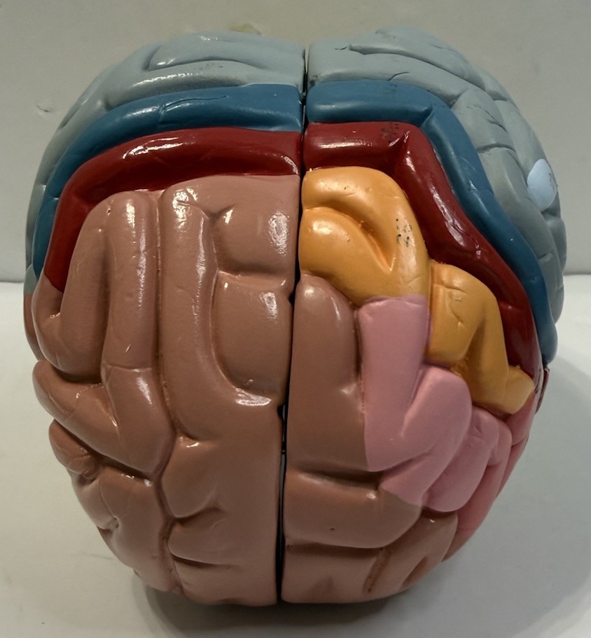 Human Brain Anatomical Model Life-Size, Color-Coded Partitioned Brain