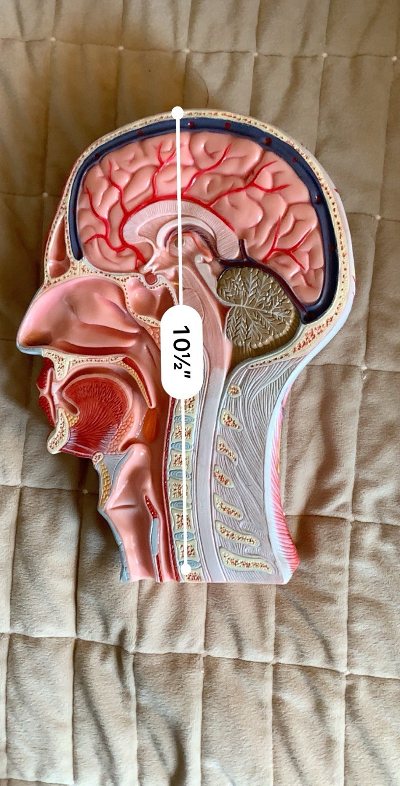 Human Half Head Anatomy Model Life Size Neurovascular Medical Teaching Aid