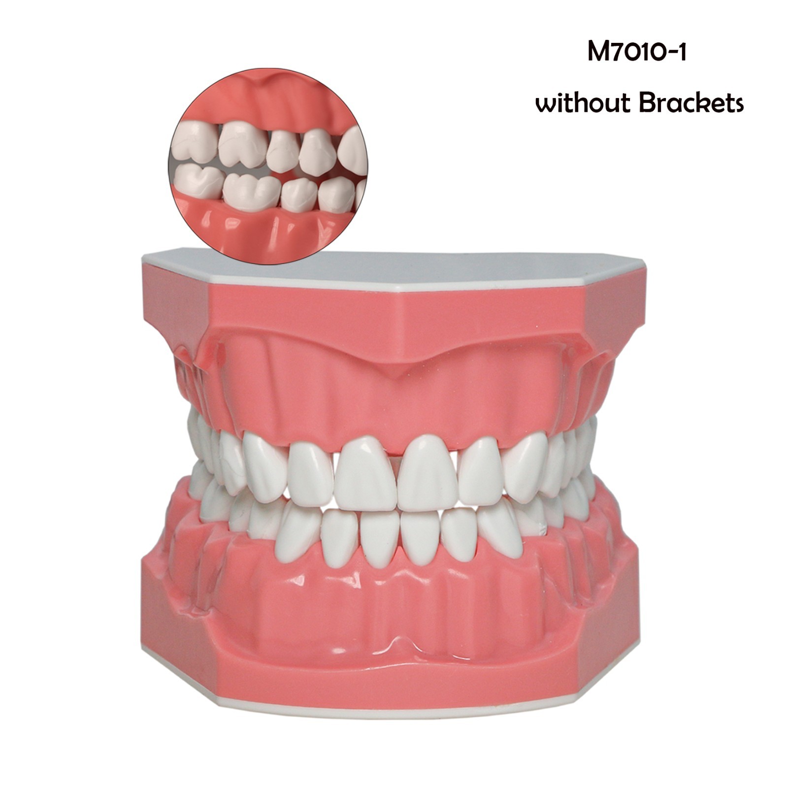 Dental Teeth Model Orthodontic Metal Bracket Tube Teach Typodont Demonstration