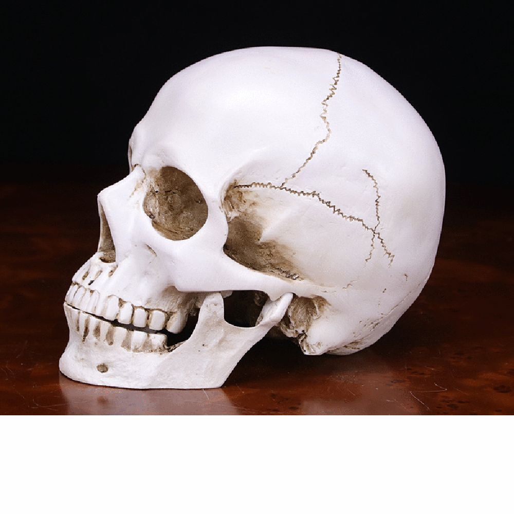 Anatomical Medical Human Skull Replica Model 1:1 Life-size Skeleton Head Teeth