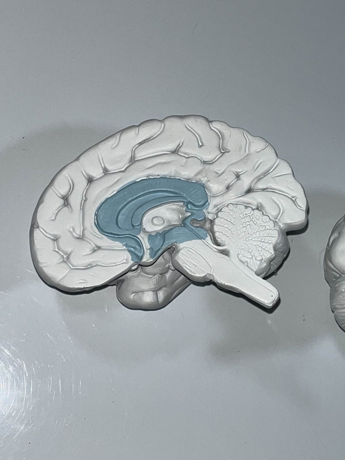 Scientific Model Human Brain 2-part, Display, Paint Your Way, Classroom, Study