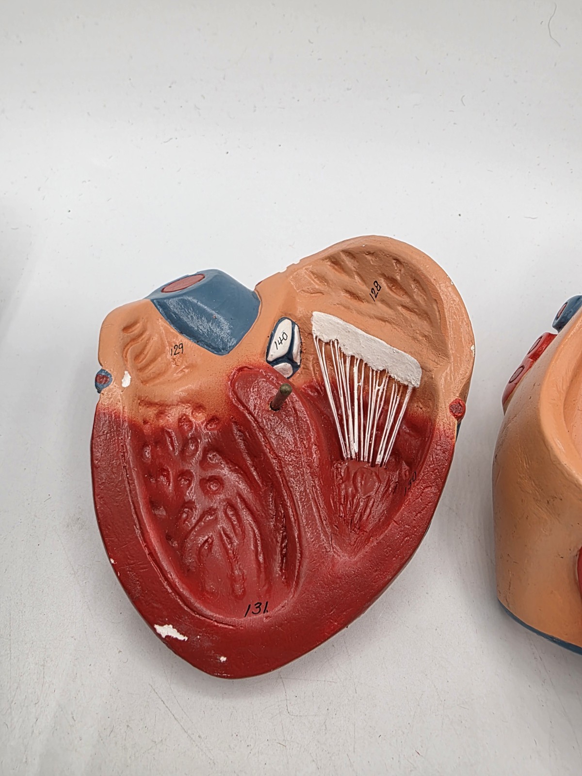 Vintage Human Heart Anatomical Anatomy Model Separated 2 Parts Medical Science