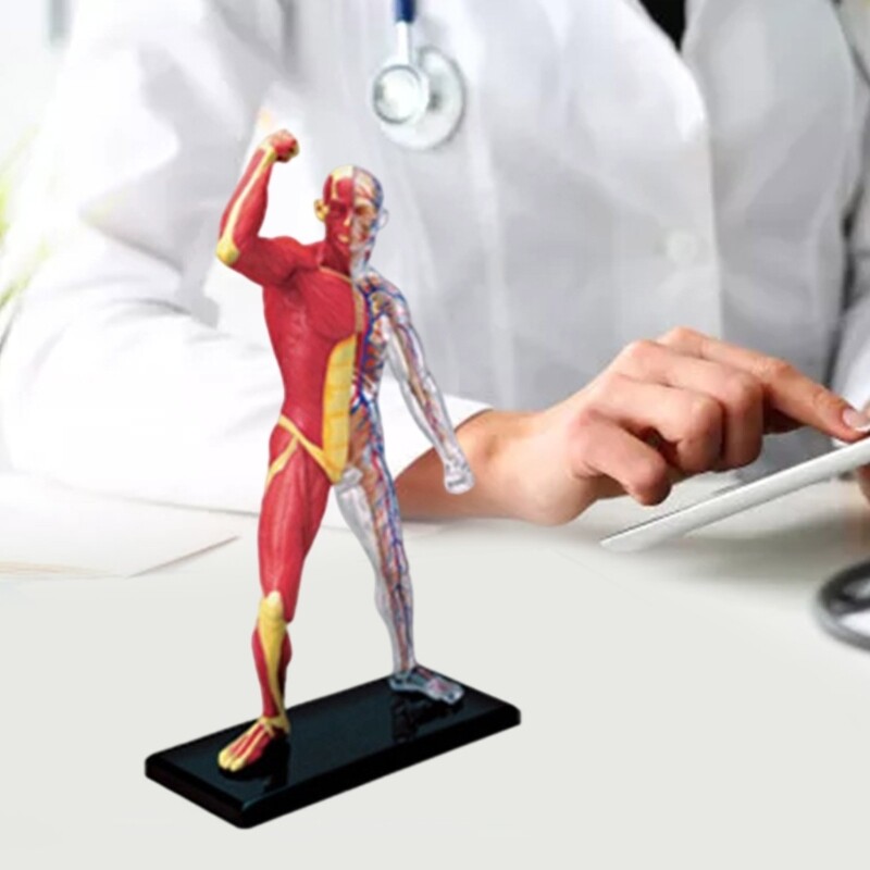 Human Muscle Anatomy Model Body Medical Science Model for Education Teaching