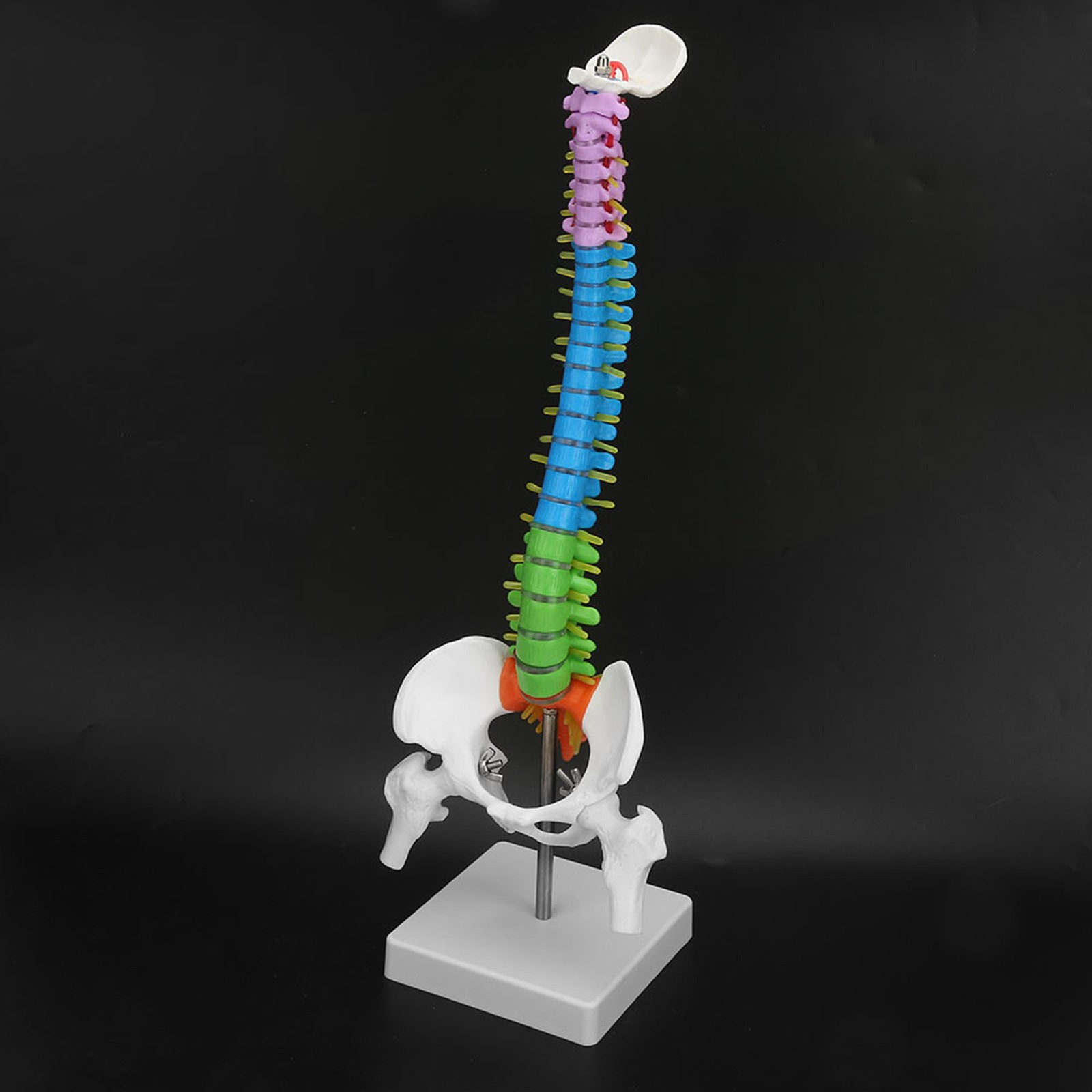 Life Size Flexible Human Spine Model For School Teaching FIS